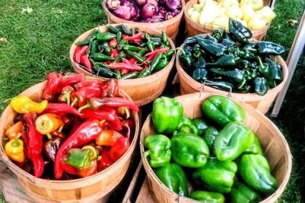 Ludlow Farmers Market